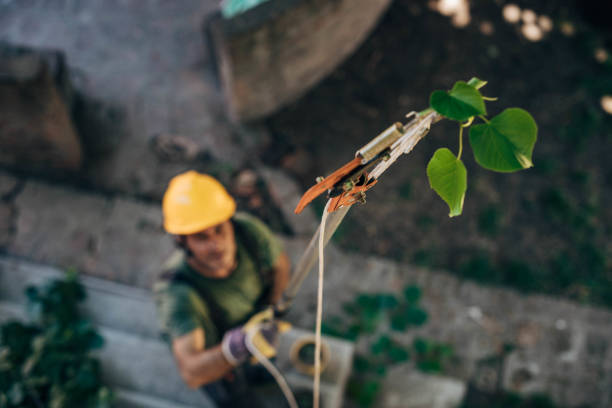 Middle Island, NY Tree Removal Company